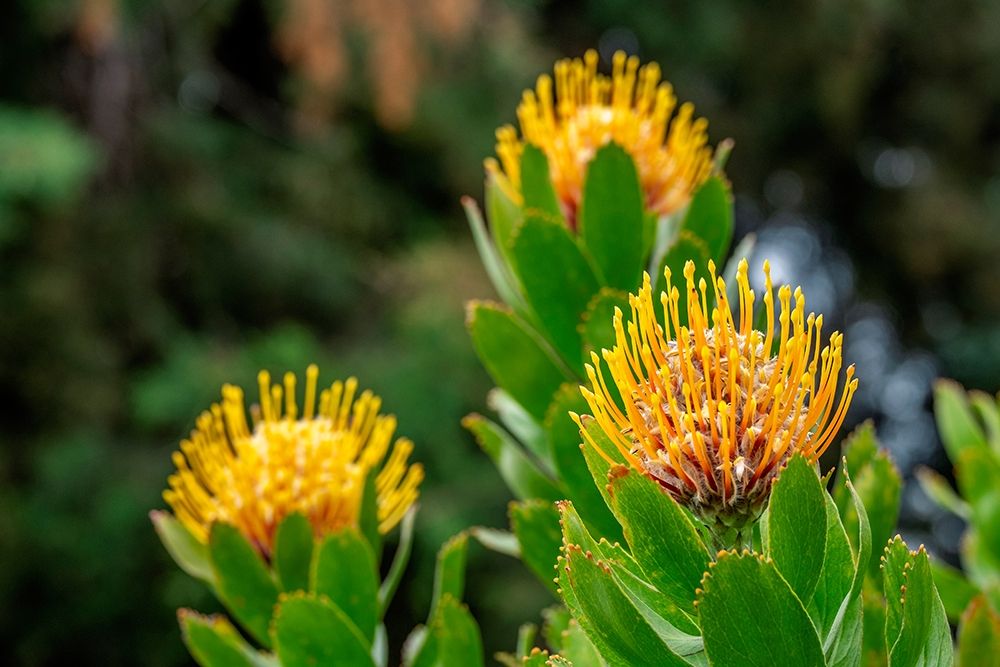 Pincushion flower art print by Lisa S. Engelbrecht for $57.95 CAD