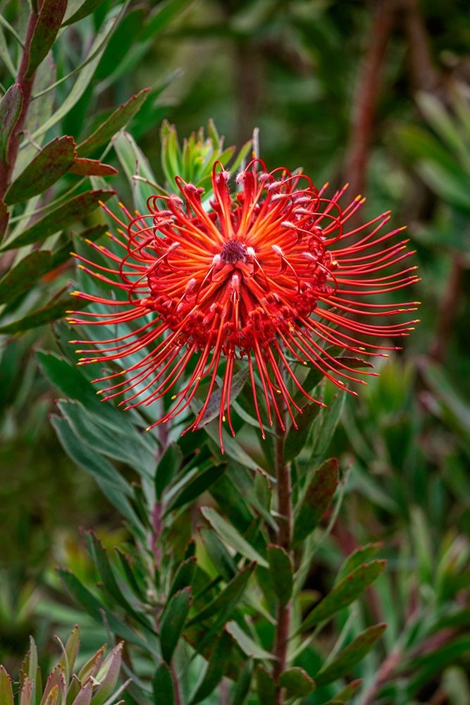 Pincushion flower art print by Lisa S. Engelbrecht for $57.95 CAD