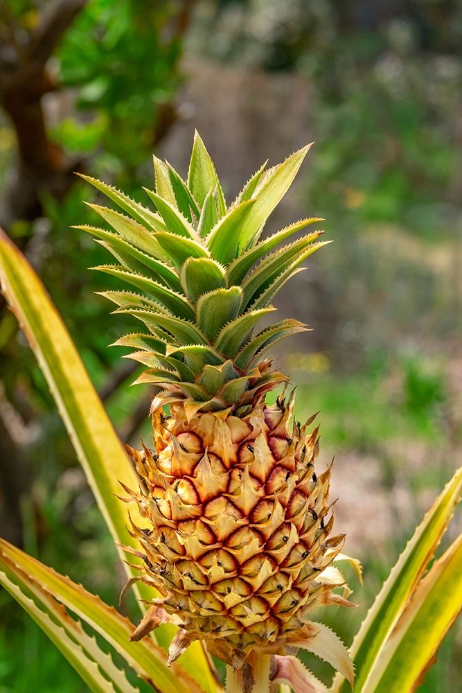 Pineapple plant art print by Lisa S. Engelbrecht for $57.95 CAD