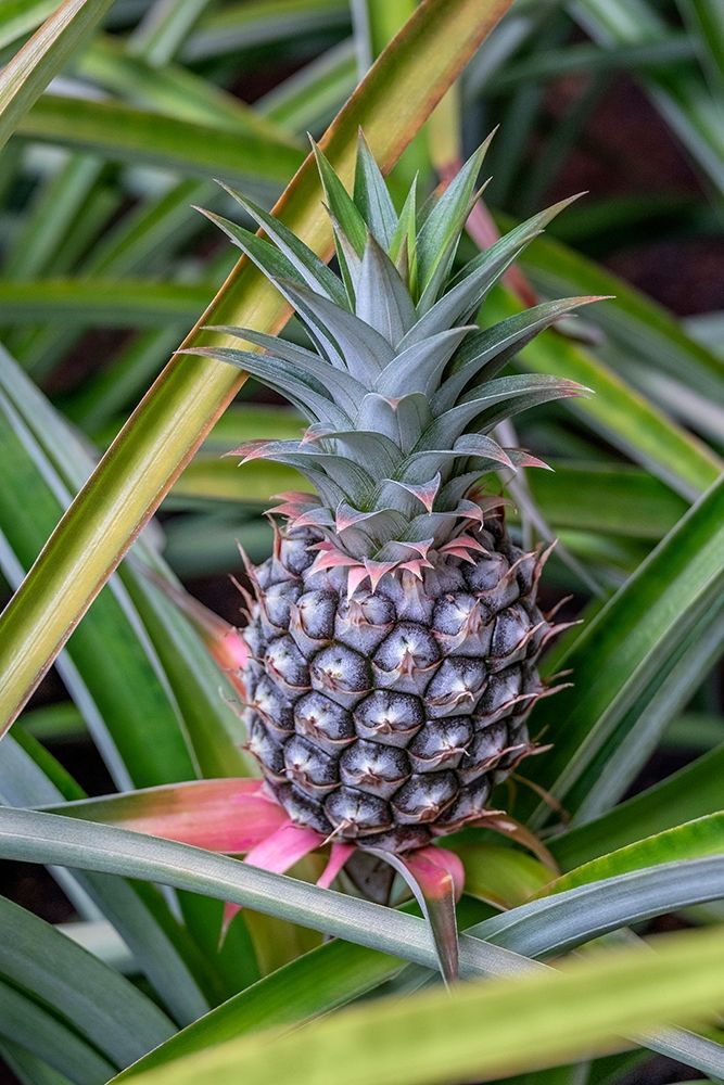 Pineapple plant art print by Lisa S. Engelbrecht for $57.95 CAD
