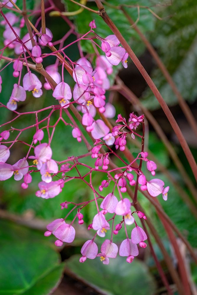 Pink Begonia art print by Lisa S. Engelbrecht for $57.95 CAD