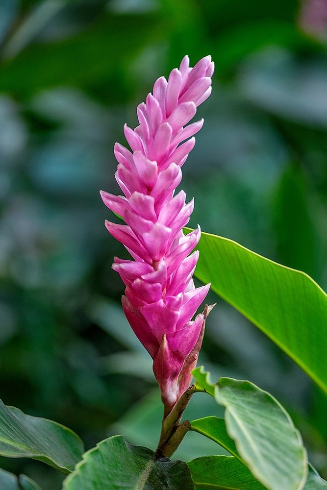 Pink Cone Ginger art print by Lisa S. Engelbrecht for $57.95 CAD
