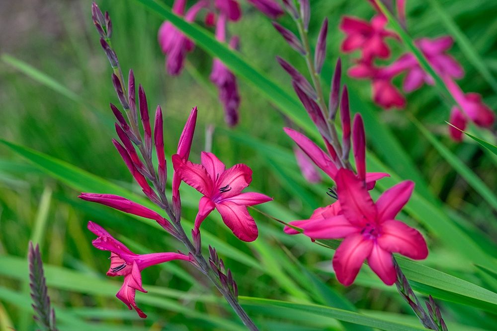 Pink Gladiolus art print by Lisa S. Engelbrecht for $57.95 CAD