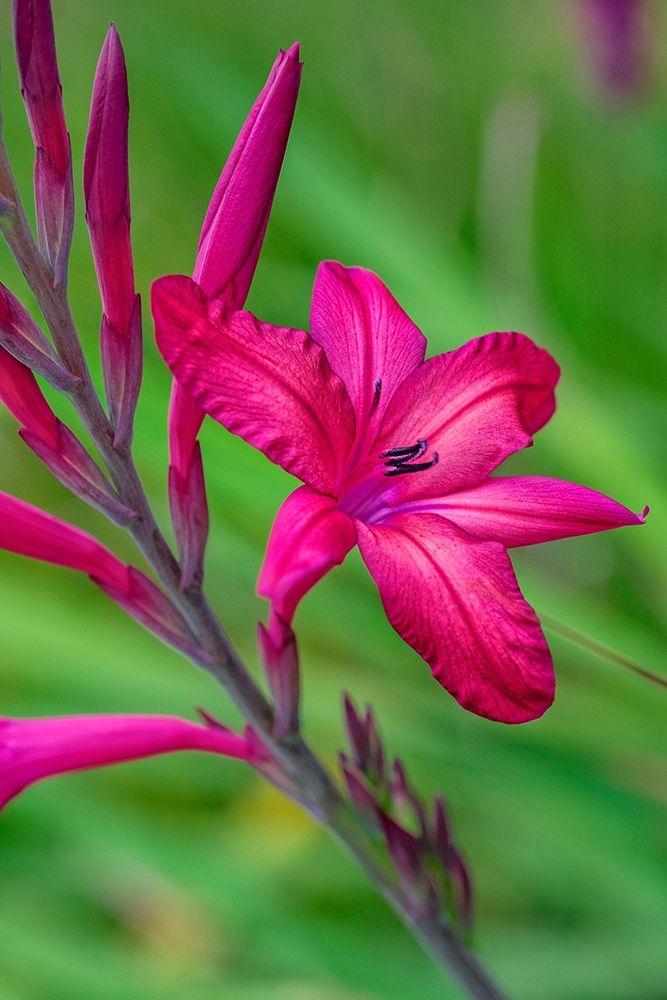 Pink Gladiolus art print by Lisa S. Engelbrecht for $57.95 CAD