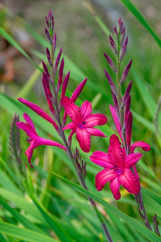 Pink Gladiolus art print by Lisa S. Engelbrecht for $57.95 CAD
