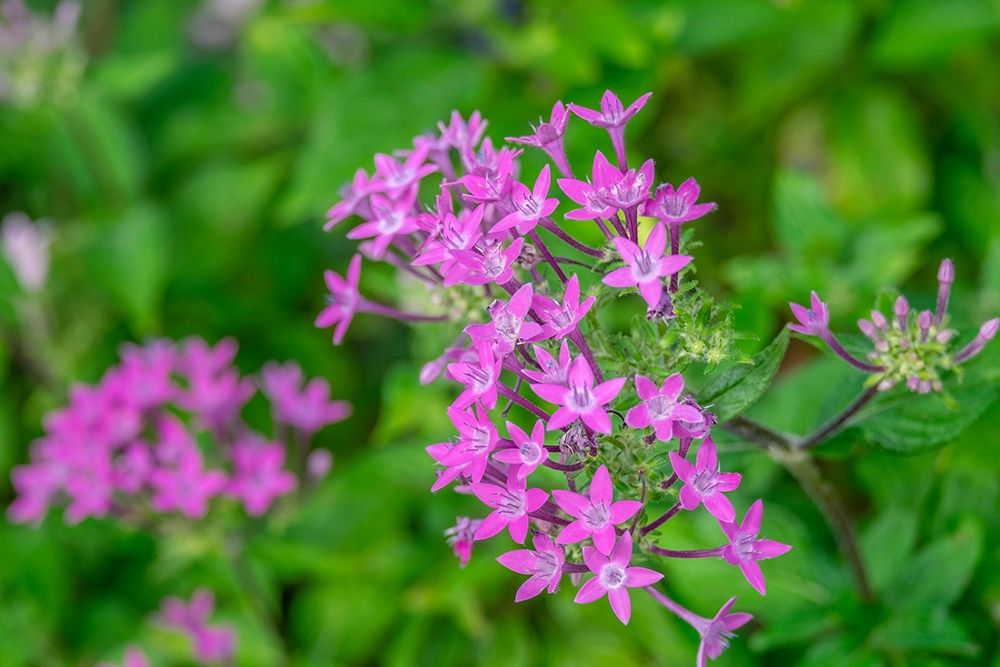Pink Pentas art print by Lisa S. Engelbrecht for $57.95 CAD