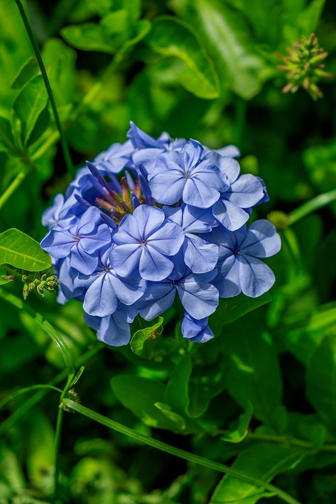 Plumbago plant art print by Lisa S. Engelbrecht for $57.95 CAD
