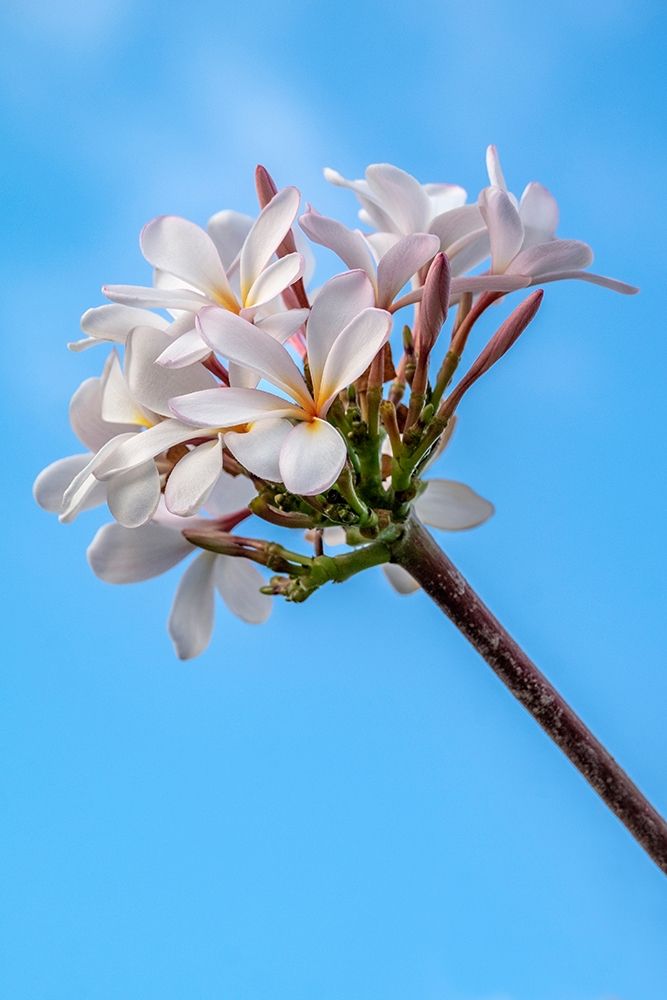 Plumeria art print by Lisa S. Engelbrecht for $57.95 CAD