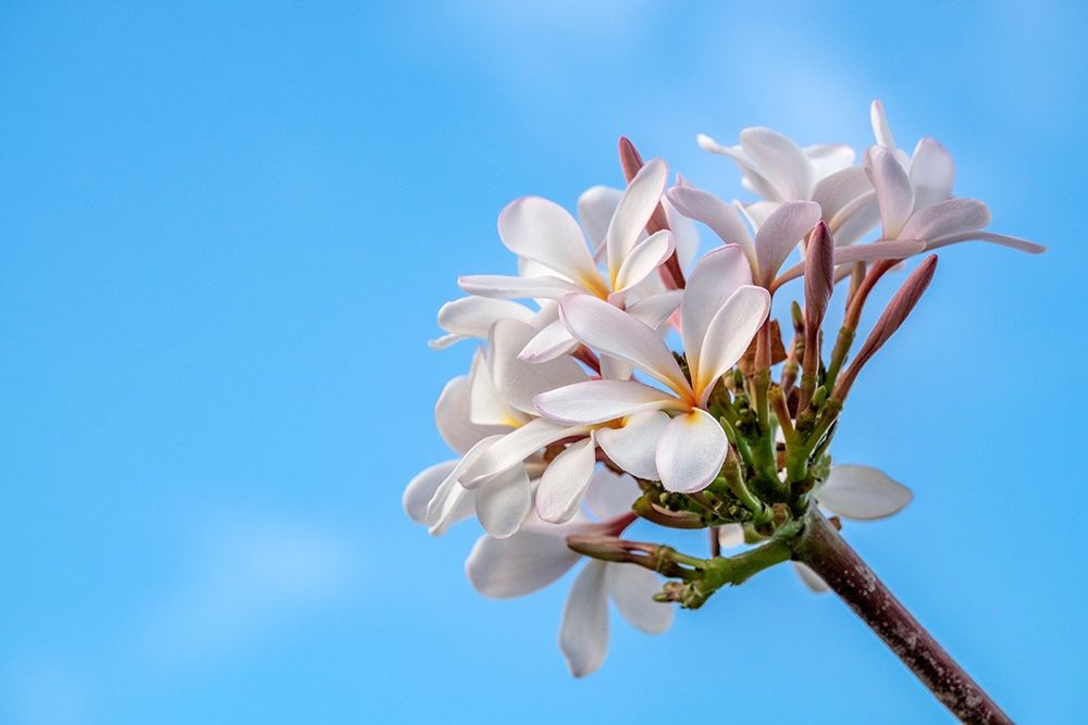 Plumeria art print by Lisa S. Engelbrecht for $57.95 CAD
