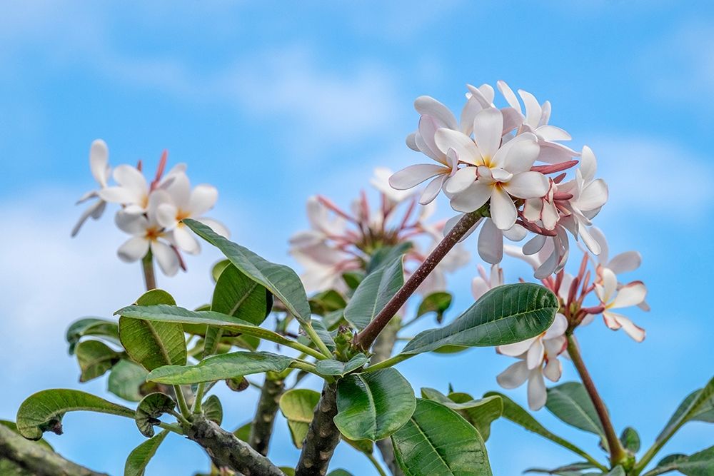 Plumeria art print by Lisa S. Engelbrecht for $57.95 CAD