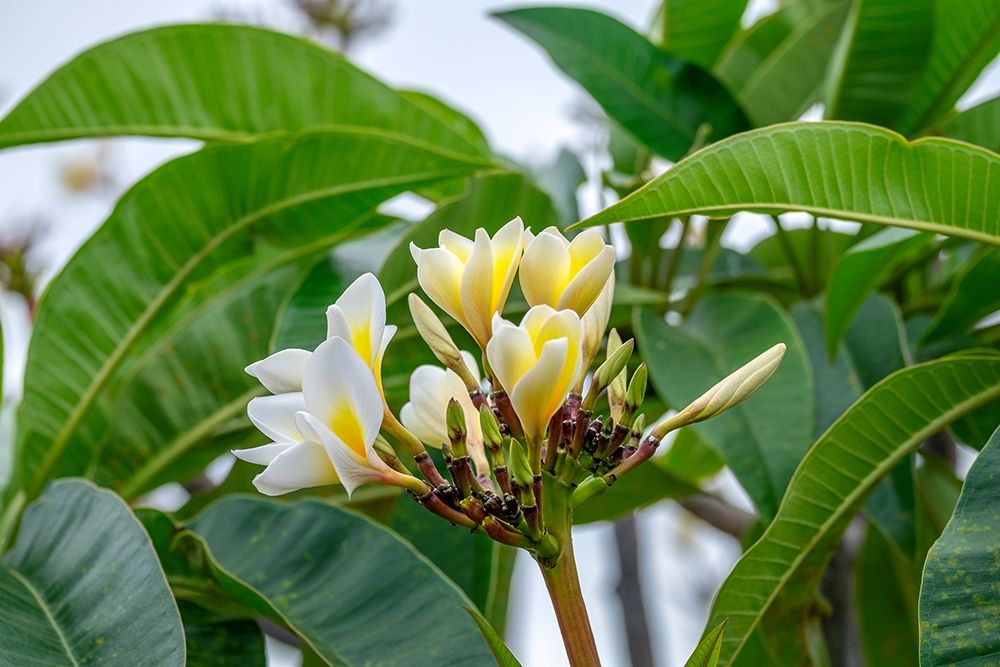 Plumeria art print by Lisa S. Engelbrecht for $57.95 CAD