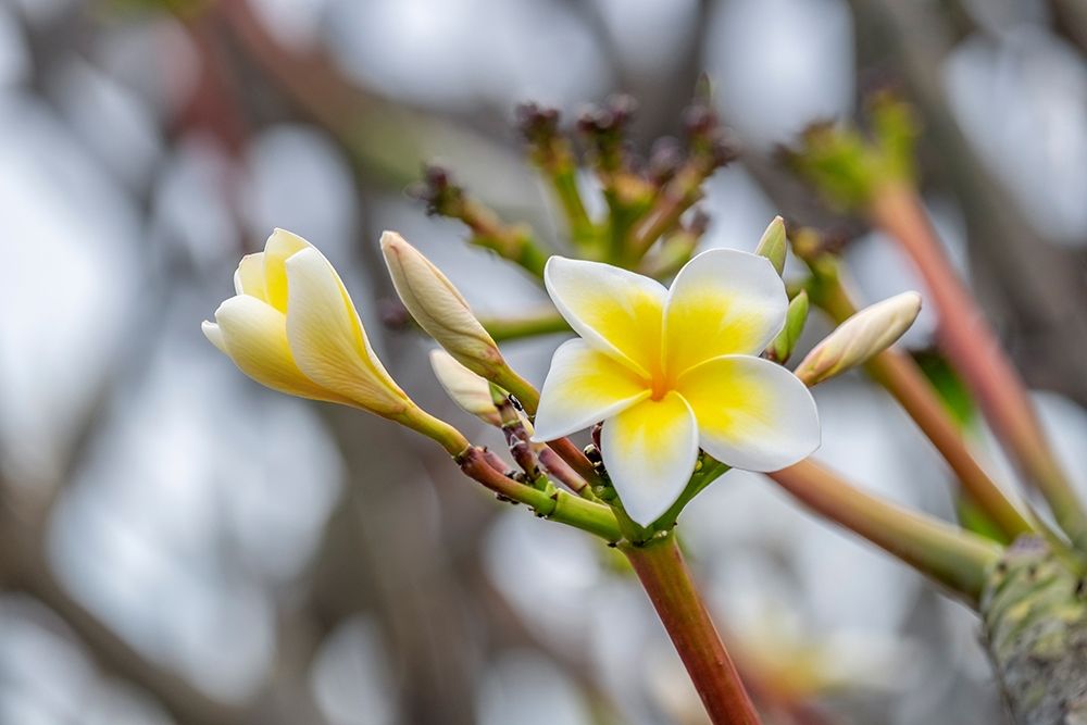Plumeria art print by Lisa S. Engelbrecht for $57.95 CAD