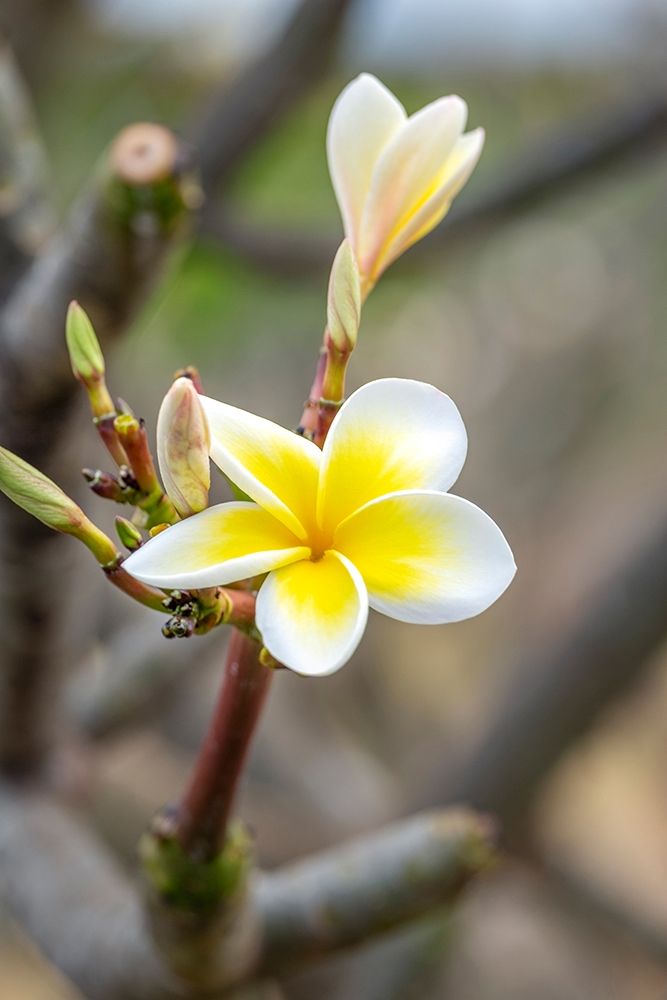 Plumeria art print by Lisa S. Engelbrecht for $57.95 CAD