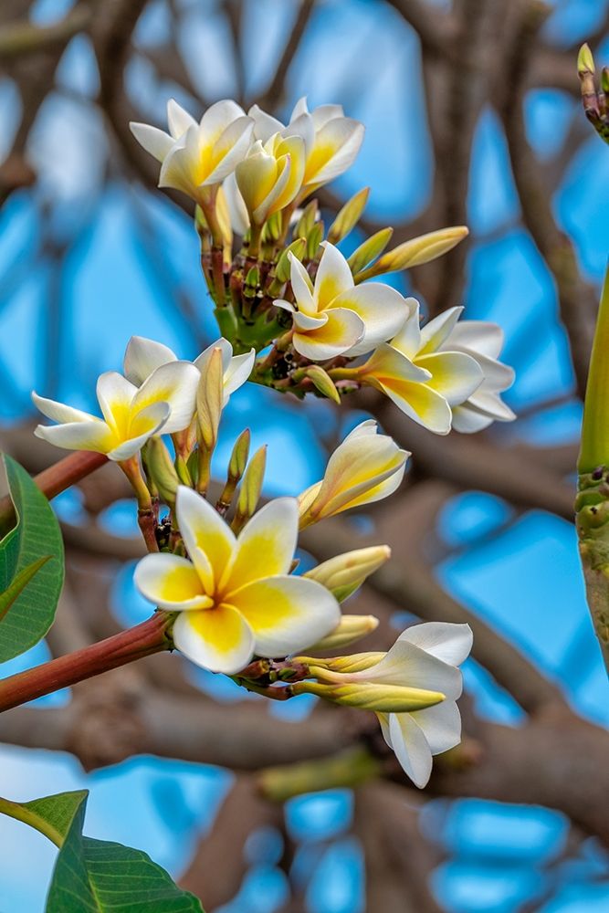 Plumeria art print by Lisa S. Engelbrecht for $57.95 CAD