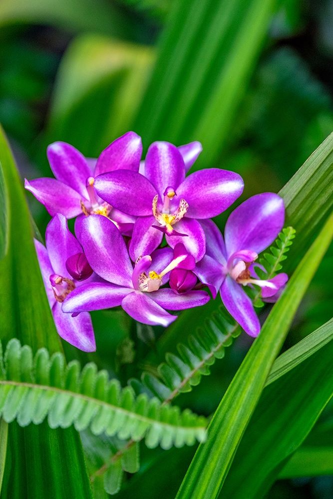 Purple orchid art print by Lisa S. Engelbrecht for $57.95 CAD