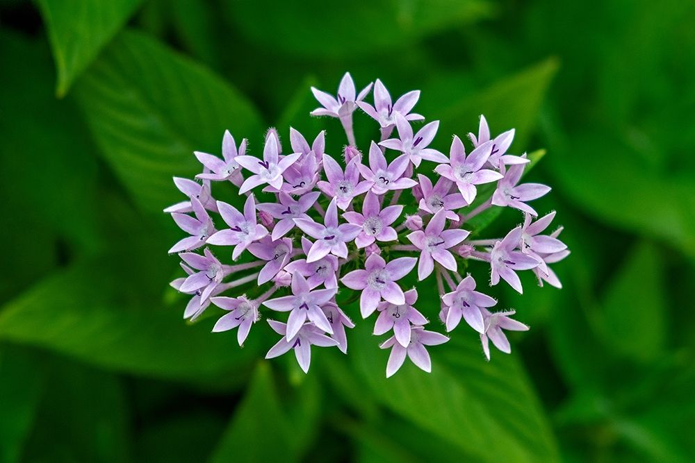 Purple Penta flower art print by Lisa S. Engelbrecht for $57.95 CAD