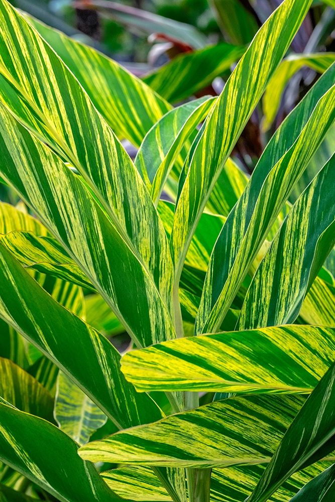 Shell ginger plant art print by Lisa S. Engelbrecht for $57.95 CAD