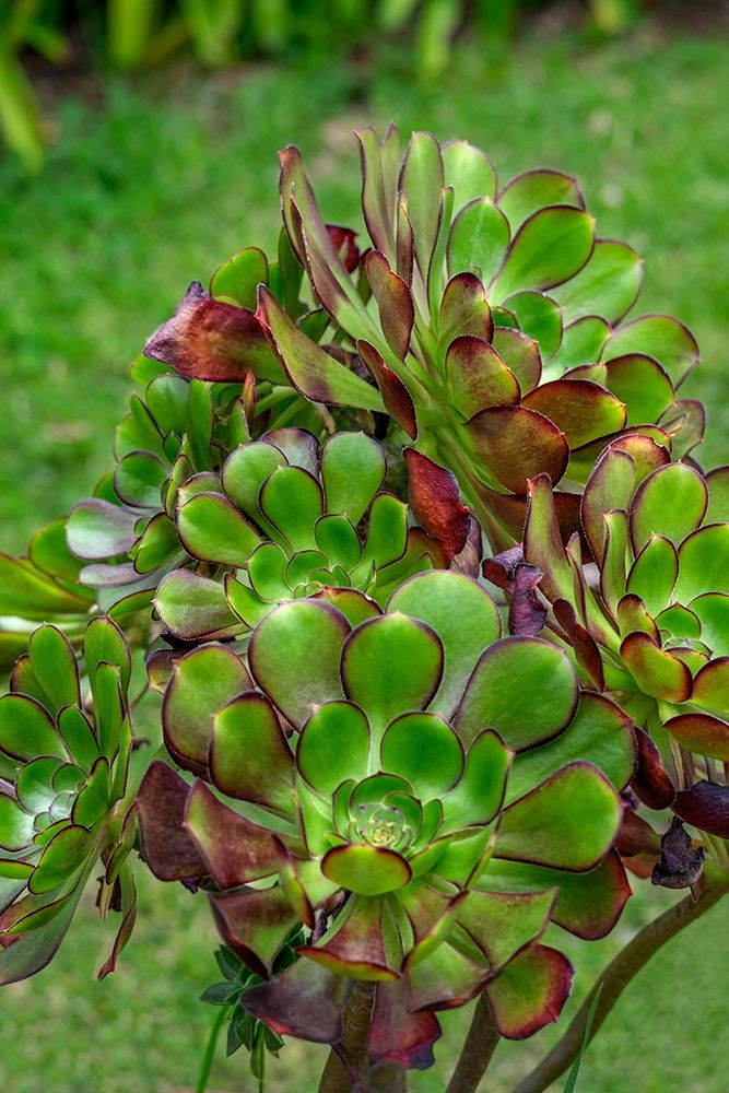 Stonecrop plant art print by Lisa S. Engelbrecht for $57.95 CAD