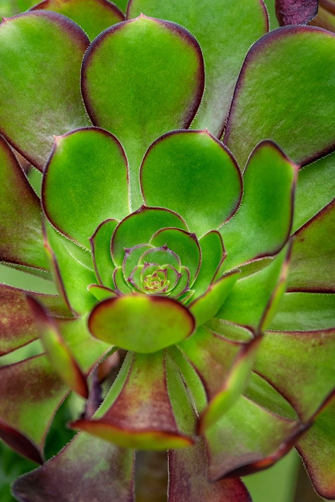 Stonecrop plant art print by Lisa S. Engelbrecht for $57.95 CAD