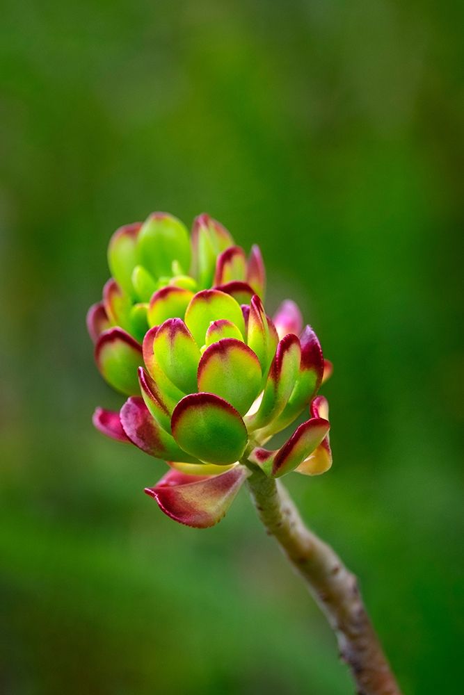 Stonecrop-Sedum art print by Lisa S. Engelbrecht for $57.95 CAD