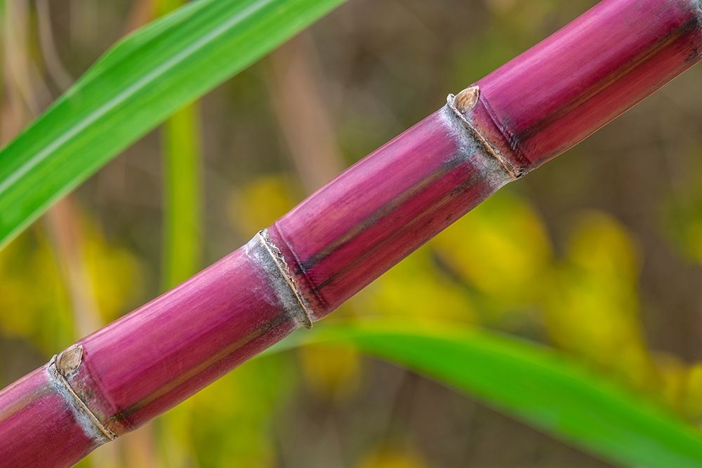 Sugar Cane art print by Lisa S. Engelbrecht for $57.95 CAD
