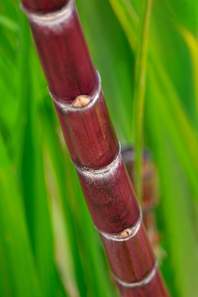 Sugar Cane art print by Lisa S. Engelbrecht for $57.95 CAD