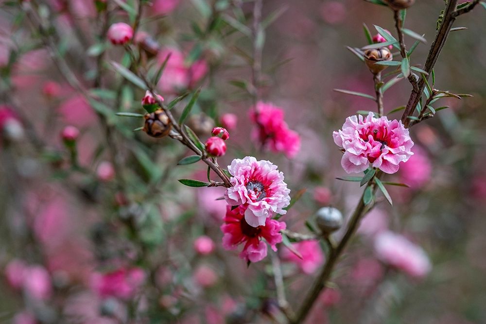 Tea tree flower art print by Lisa S. Engelbrecht for $57.95 CAD