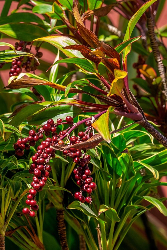 Ti Plant berries art print by Lisa S. Engelbrecht for $57.95 CAD