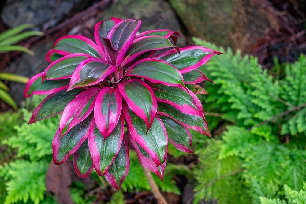 Ti Plant-Cordyline fruticosa art print by Lisa S. Engelbrecht for $57.95 CAD
