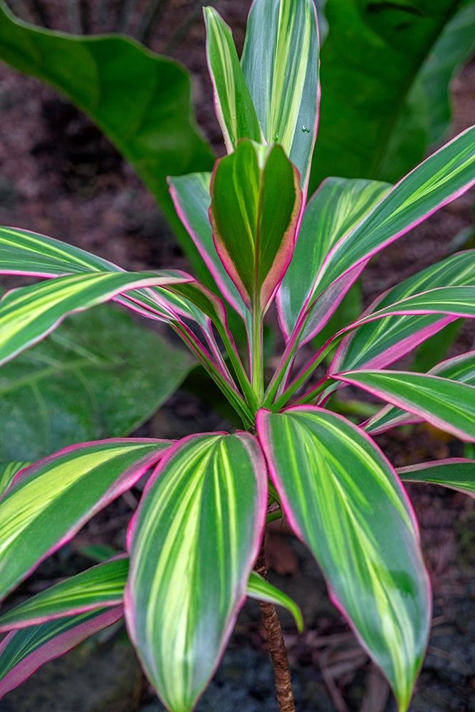 Ti Plant-Cordyline fruticosa art print by Lisa S. Engelbrecht for $57.95 CAD