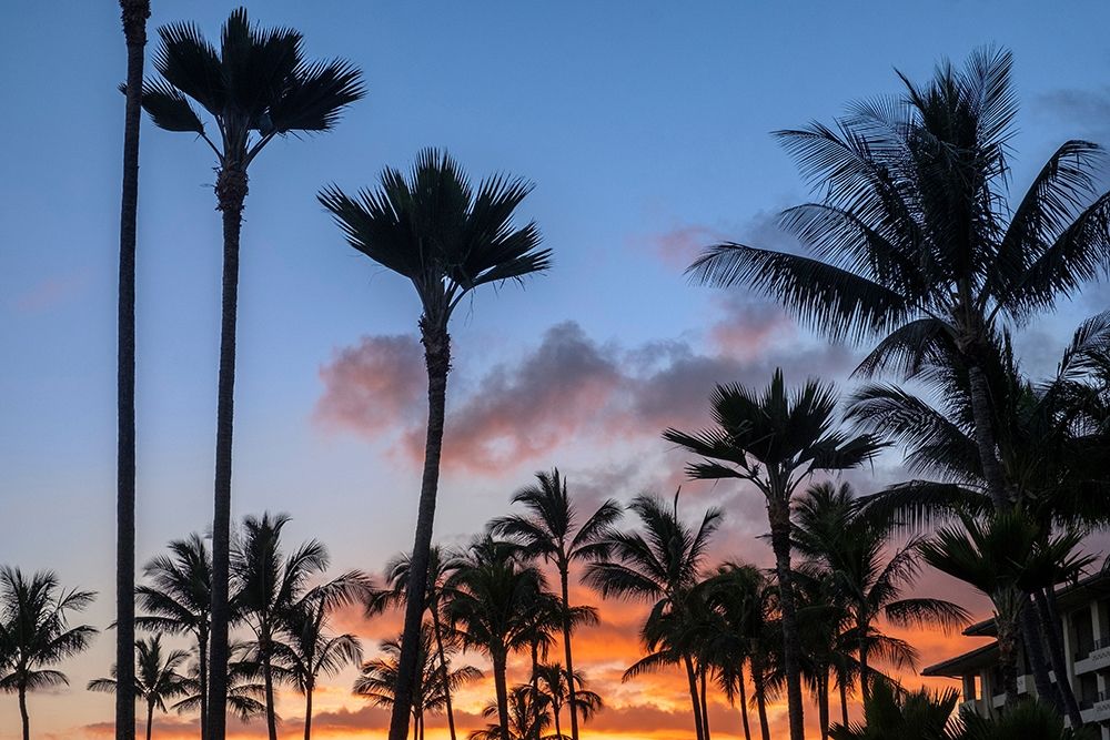 Tropical sunset art print by Lisa S. Engelbrecht for $57.95 CAD