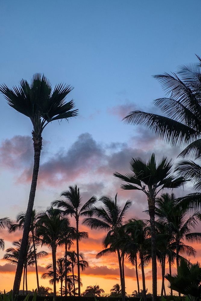Tropical sunset art print by Lisa S. Engelbrecht for $57.95 CAD