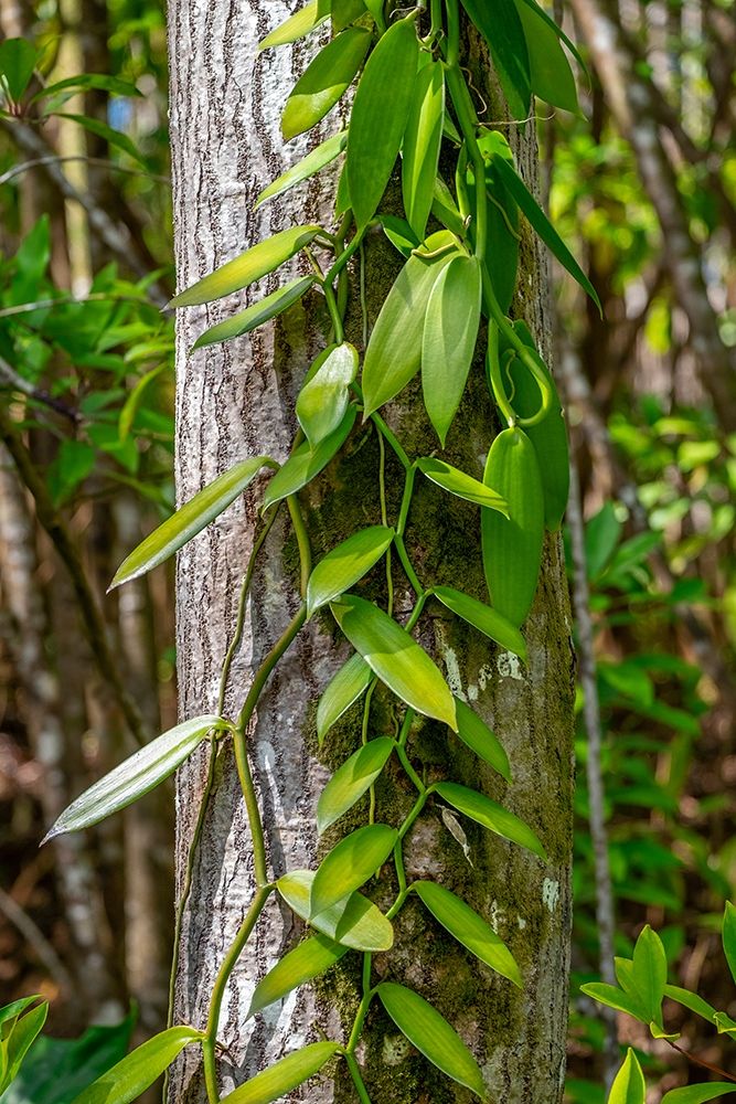 Vanilla Orchid vine art print by Lisa S. Engelbrecht for $57.95 CAD
