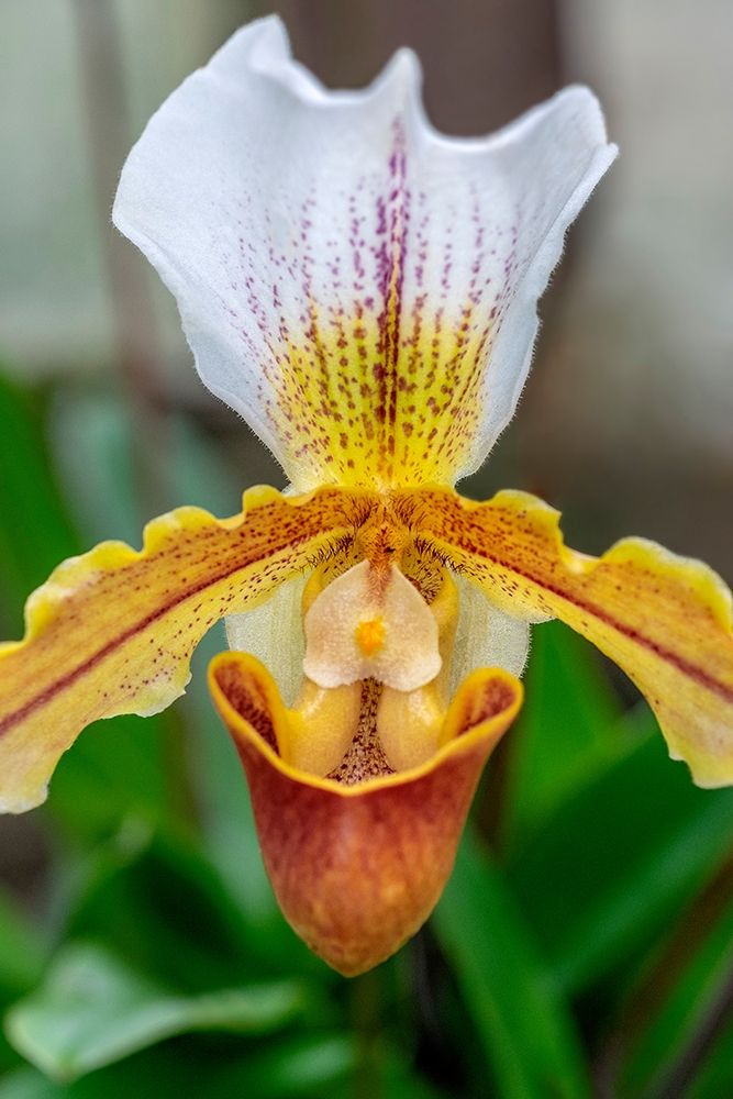 Venus Slipper Orchid art print by Lisa S. Engelbrecht for $57.95 CAD
