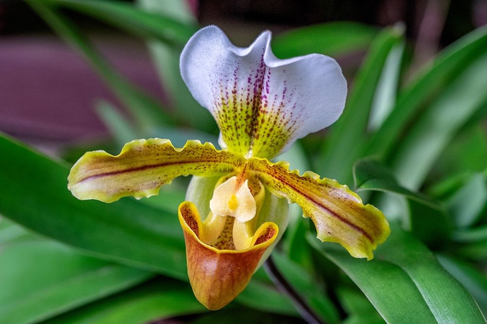 Venus Slipper Orchid art print by Lisa S. Engelbrecht for $57.95 CAD