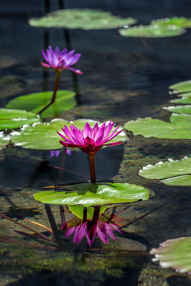 Waterlilies in pond art print by Lisa S. Engelbrecht for $57.95 CAD