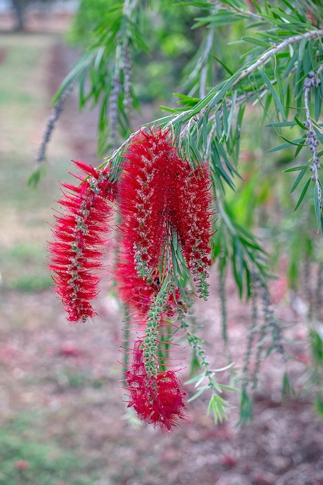 Weeping Bottlebrush tree flowers art print by Lisa S. Engelbrecht for $57.95 CAD