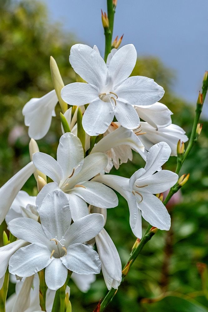 White Gladiolus art print by Lisa S. Engelbrecht for $57.95 CAD