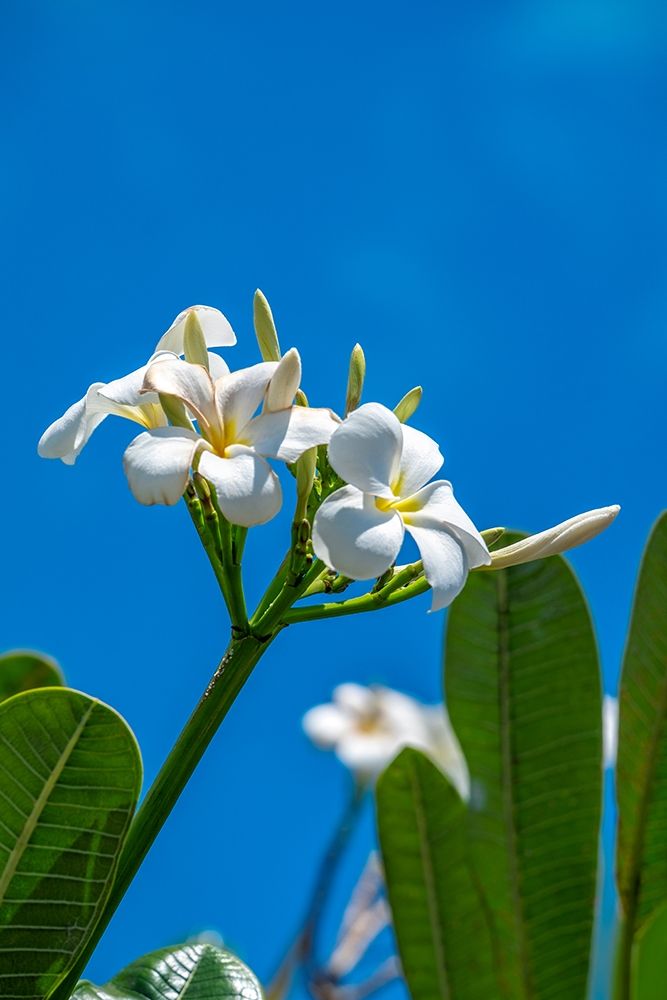 White Plumeria art print by Lisa S. Engelbrecht for $57.95 CAD