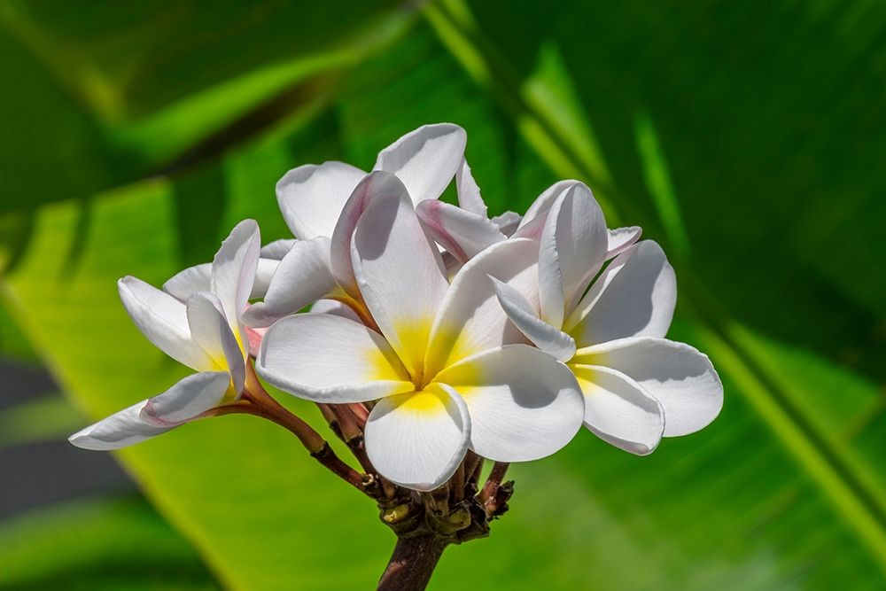 White Plumeria art print by Lisa S. Engelbrecht for $57.95 CAD