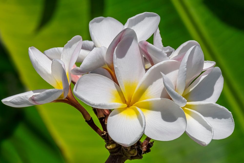 White Plumeria art print by Lisa S. Engelbrecht for $57.95 CAD