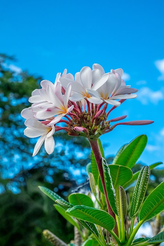 White Plumeria art print by Lisa S. Engelbrecht for $57.95 CAD