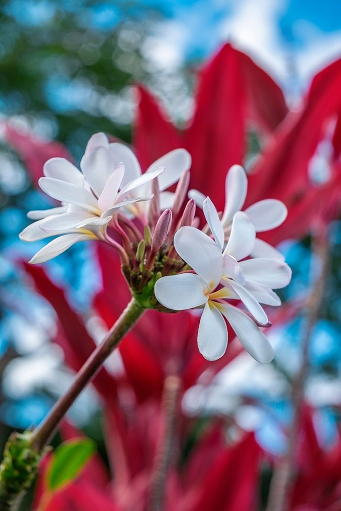 White Plumeria art print by Lisa S. Engelbrecht for $57.95 CAD