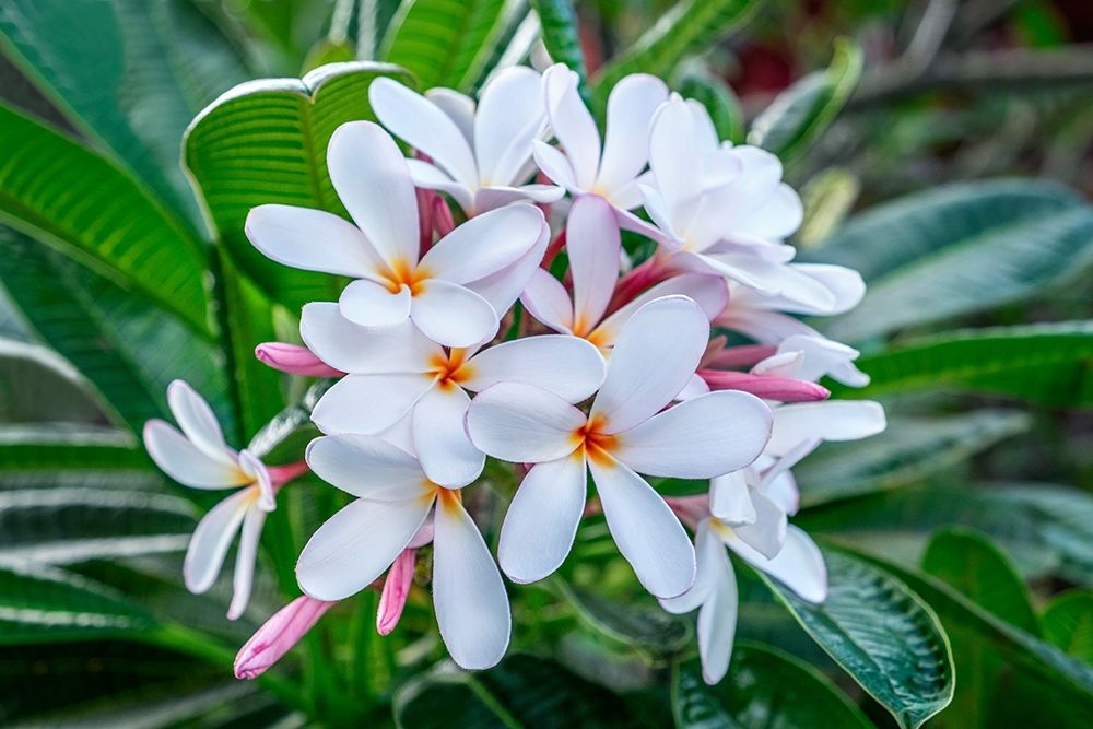 White Plumeria art print by Lisa S. Engelbrecht for $57.95 CAD