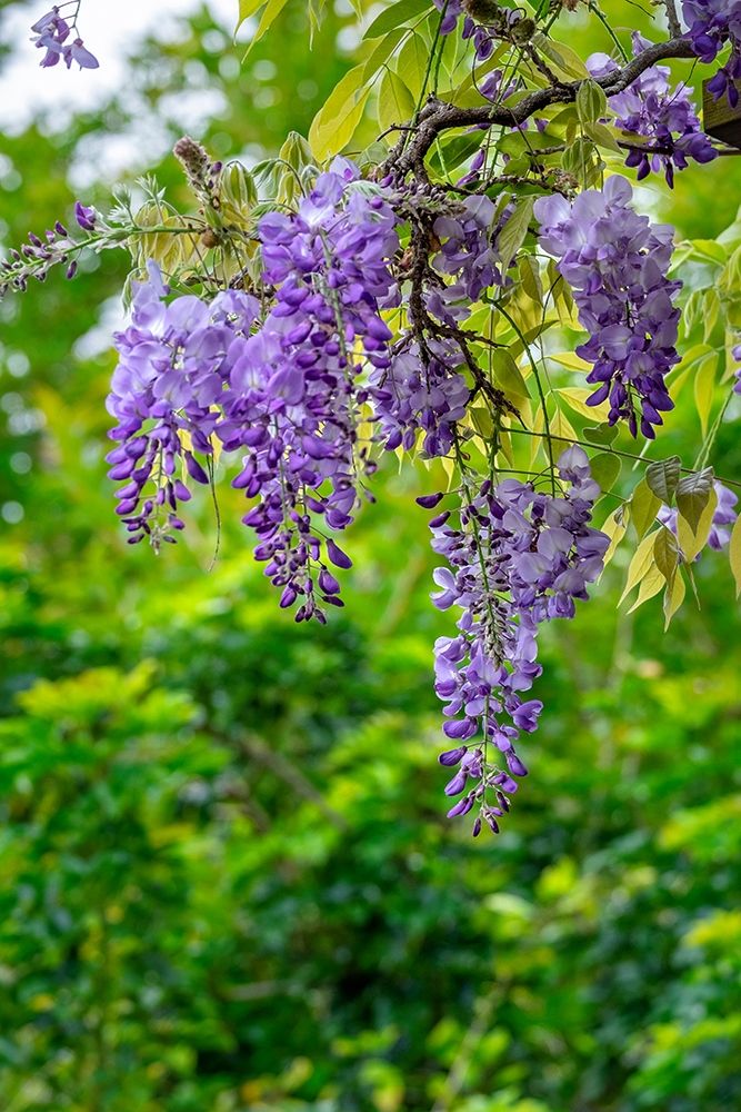Wisteria art print by Lisa S. Engelbrecht for $57.95 CAD