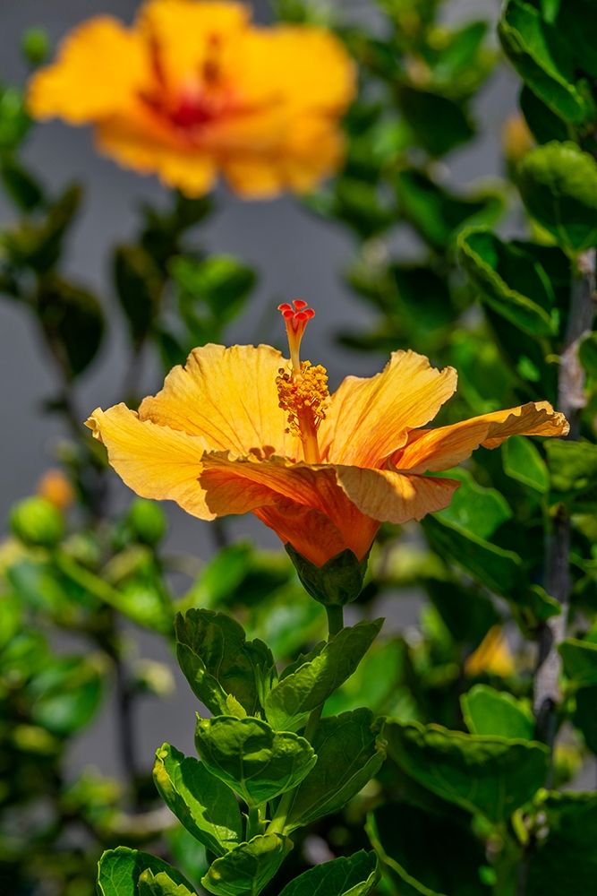 Yellow Hibiscus art print by Lisa S. Engelbrecht for $57.95 CAD