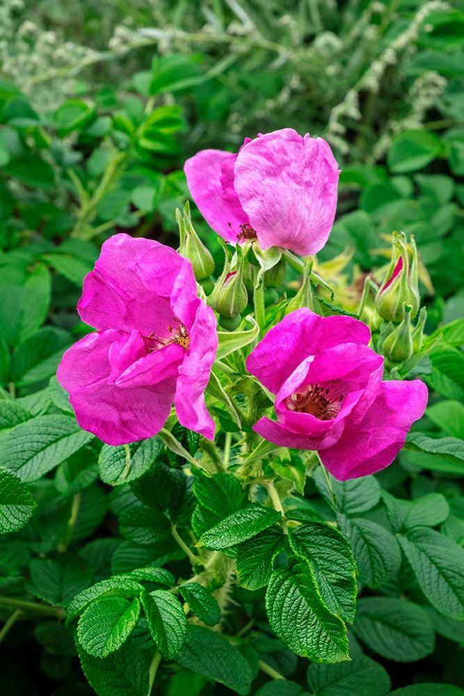 Beach rose art print by Lisa S. Engelbrecht for $57.95 CAD