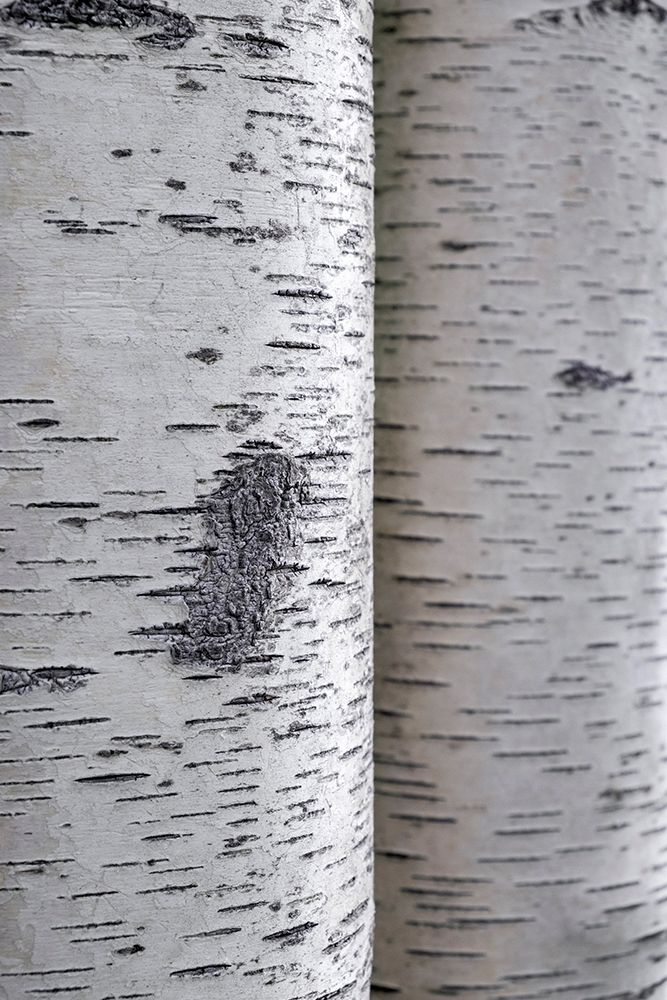Closeup of birch bark art print by Lisa S. Engelbrecht for $57.95 CAD