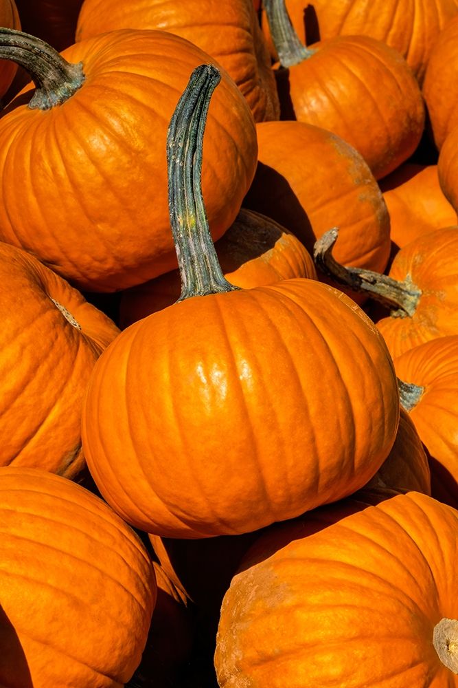 Pile of Pumpkins art print by Lisa S. Engelbrecht for $57.95 CAD