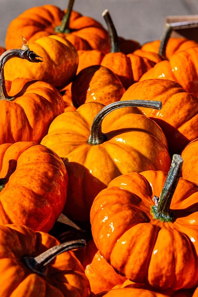 Orange gourds-Cucurbita art print by Lisa S. Engelbrecht for $57.95 CAD